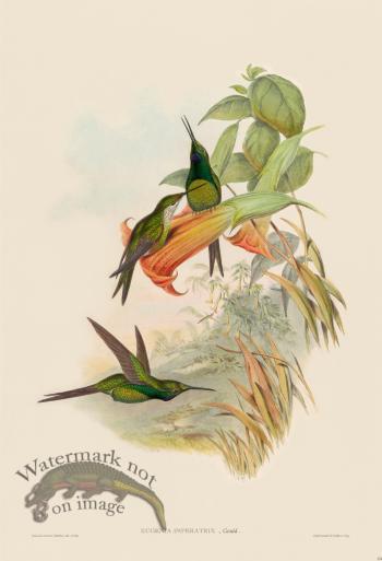 Gould Hummingbird 234